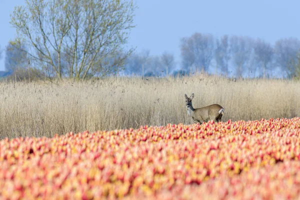 Ett Rådjur Cervus Elaphus Står Solskenet Mellan Vass Och Ett — Stockfoto