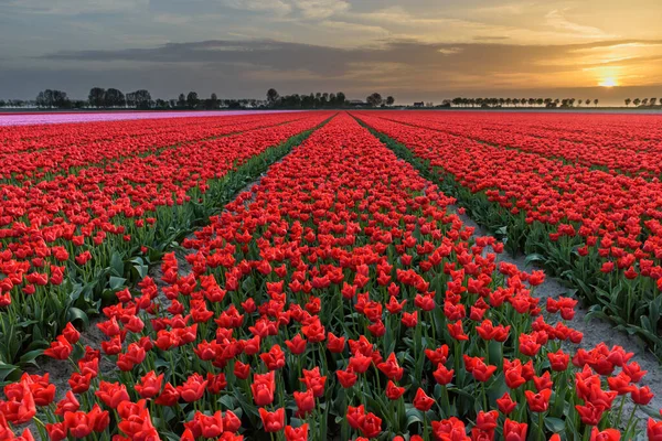 Campo Tulipas Vermelho Céu Colorido Holanda Durante Pôr Sol Uma — Fotografia de Stock