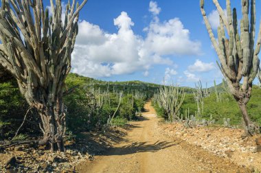 Karayip adası Bonaire, Hollanda Antilleri 'ndeki Washington Slagbaai Np' de toprak bir yolun yanında büyüyen Kaduşi kaktüsü..