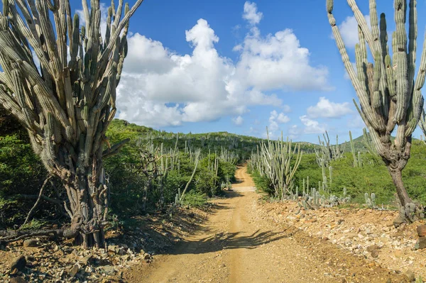 Vysoké Kadushi Kaktusy Vedle Polní Cesty Washingtonu Slagbaai Karibském Ostrově — Stock fotografie