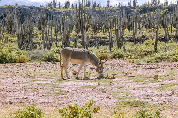 Een Ezel Graast Een Veld Het Caribische Eiland Bonaire Cactussen — Stockfoto