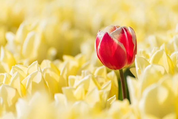 Uma Única Tulipa Vermelha Está Campo Com Tulipas Amarelas Plena — Fotografia de Stock