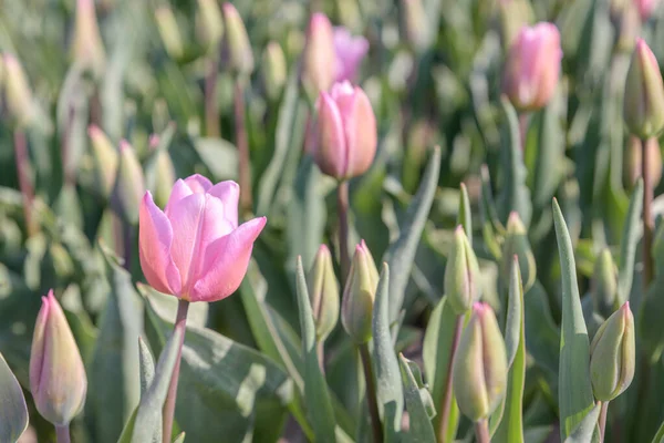 Uma Linda Tulipa Rosa Está Florescendo Campo Tulipa Durante Primavera — Fotografia de Stock