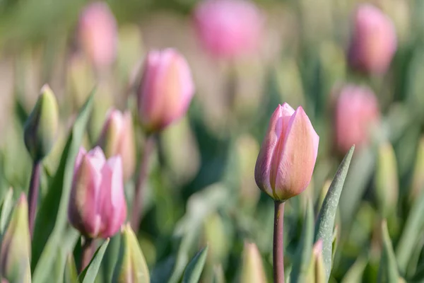 Uma Linda Tulipa Rosa Está Começando Florescer Campo Tulipa Durante — Fotografia de Stock