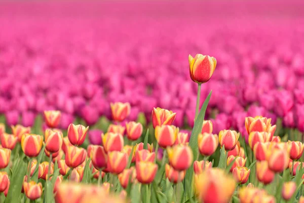 Campo Tulipanes Holanda Con Tulipán Rojo Amarillo Que Crece Por —  Fotos de Stock