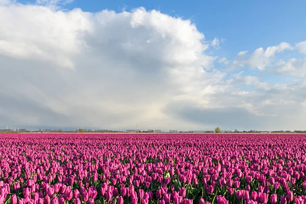 Hollanda Daki Goeree Overflakkee Dirksland Yakınlarında Bulutlarla Dolu Güzel Mavi — Stok fotoğraf