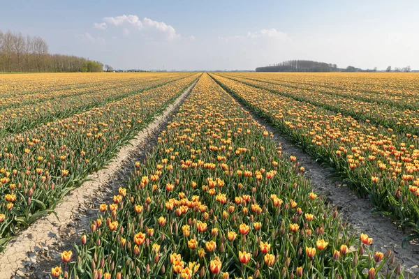 Een Tulpenveld Met Gele Rode Tulpen Nederland Begint Het Vroege — Stockfoto