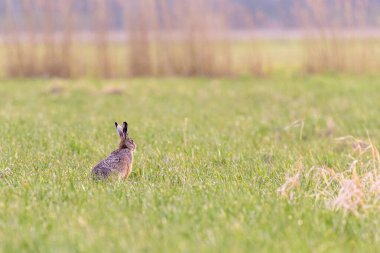 Bir Avrupa tavşanı (Lepus europaeus) bir tarlada oturuyor ve çevresini izliyor.