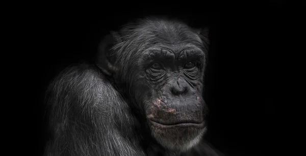 Retrato de chimpancé pensante aislado sobre fondo negro —  Fotos de Stock