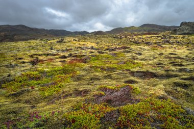 İzlanda renkli lav toprak İzlanda üzerinde yaz