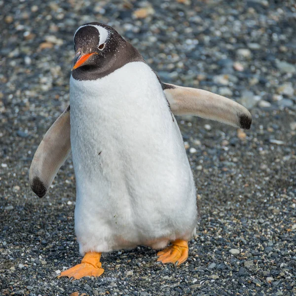 Αποικία πιγκουίνους Gentoo στο κανάλι Beagle στην Παταγονία — Φωτογραφία Αρχείου