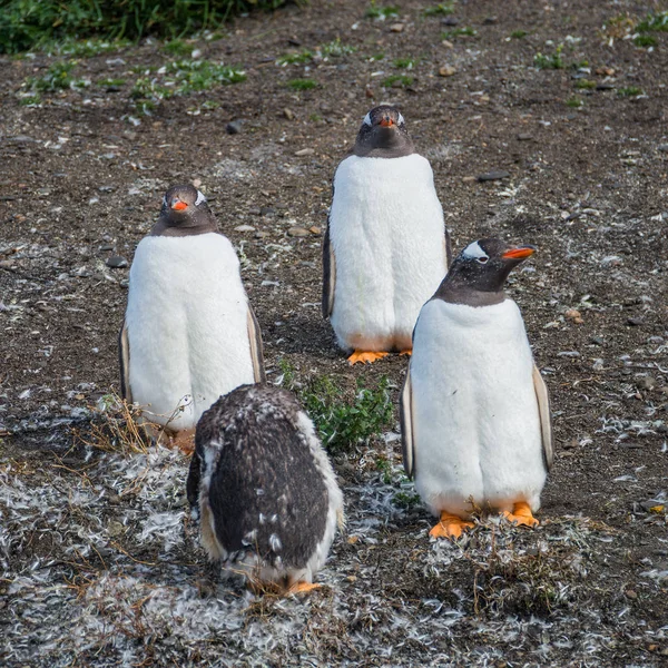 Gentoo penguins colony at Beagle Channel in Patagonia — Stock Photo, Image