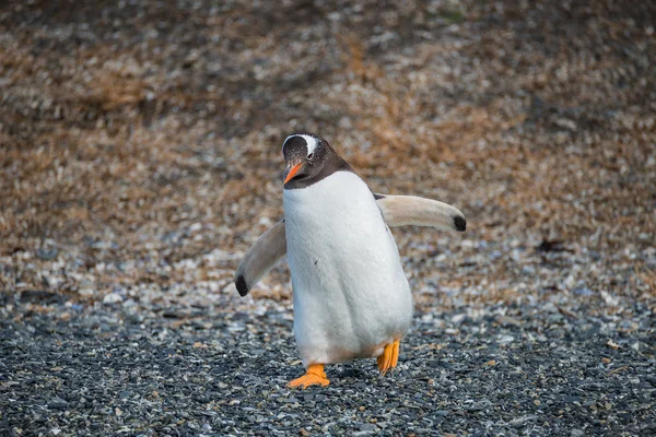 Gentoo kolonii pingwinów na Kanał Beagle w Patagonii — Zdjęcie stockowe