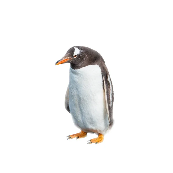 Beyaz arka plan komik penguen izole — Stok fotoğraf