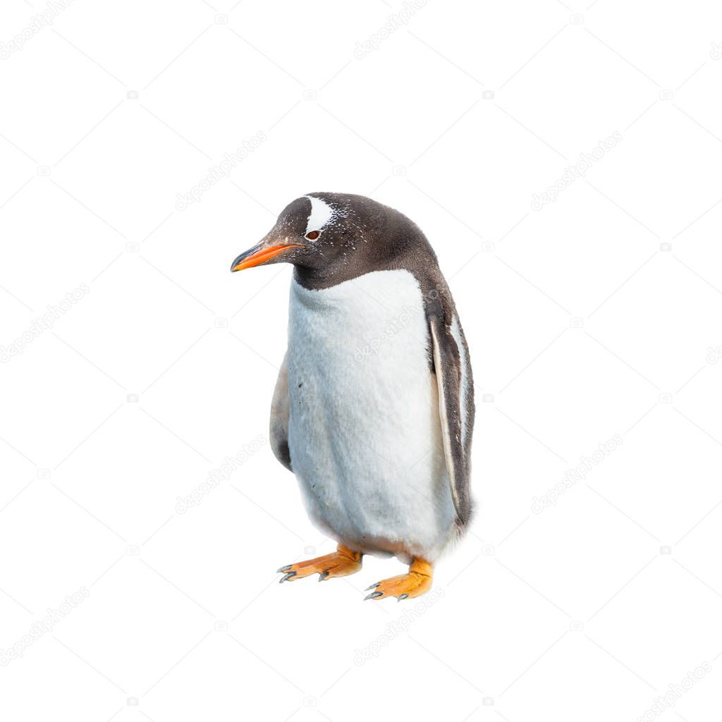 Isolated at white background funny penguin
