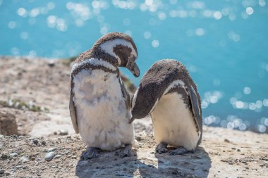 Macellan penguenleri Nest, yarımada Valdes, Patagonya