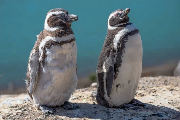 Magellanska pingviner vid boet, halvön Valdes, Patagonia — Stockfoto