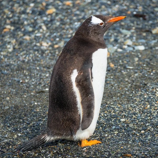 Αποικία πιγκουίνους Gentoo στο κανάλι Beagle στην Παταγονία — Φωτογραφία Αρχείου