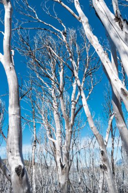 Torres del Paine Milli Parkı, Şili, Patagonia, ölü orman