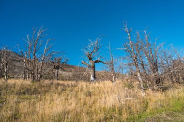 Torres del Paine Milli Parkı, Şili, Patagonia, ölü orman