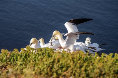 Vahşi geçirme gannets, adanın Helgoland, Almanya
