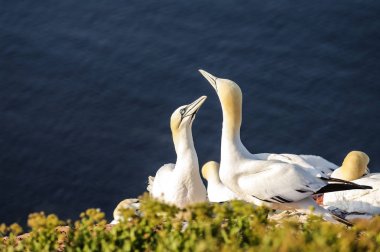Vahşi geçirme gannets, adanın Helgoland, Almanya