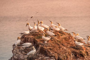 Adanın Helgoland batımında Deutschland vahşi geçirme gannets
