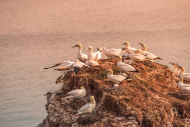 Adanın Helgoland batımında Deutschland vahşi geçirme gannets