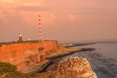 Adanın Helgoland batımında Deutschland vahşi geçirme gannets