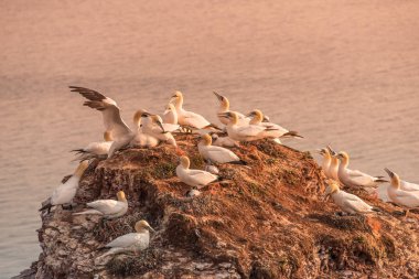 Adanın Helgoland batımında Deutschland vahşi geçirme gannets