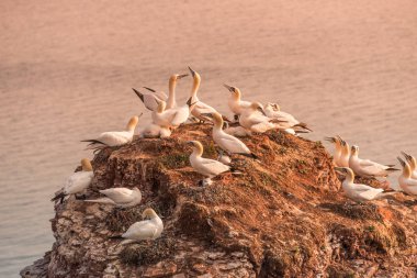 Adanın Helgoland batımında Deutschland vahşi geçirme gannets