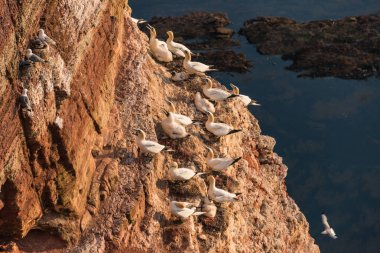 Adanın Helgoland batımında Deutschland vahşi geçirme gannets