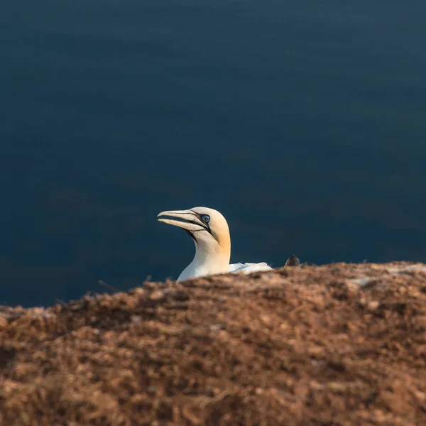 Dziki głuptaki migracji w wyspa Helgoland o zachodzie słońca, Niemcy — Zdjęcie stockowe