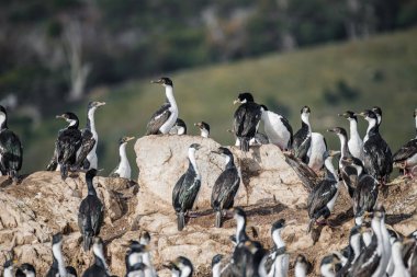 Kral karabatak Beagle kanalı, Patagonya kolonisi