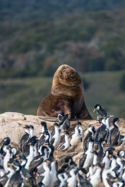 Kral kolonisi karabatak ve deniz aslanı, Beagle kanalı, Patagoni