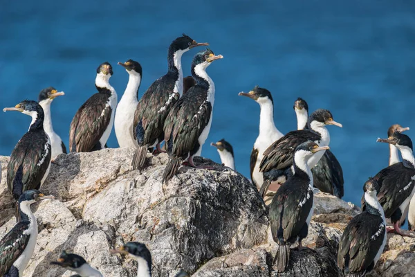 Colonia di cormorani reali Beagle Channel, Patagonia — Foto Stock