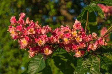 Bahar gün batımında kestane ağacının kırmızımsı çiçekler