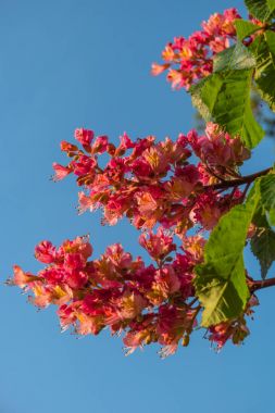 Bahar gün batımında kestane ağacının kırmızımsı çiçekler