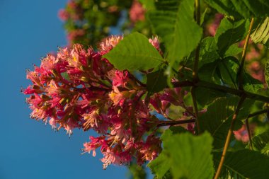 Bahar gün batımında kestane ağacının kırmızımsı çiçekler