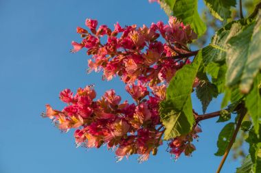 Bahar gün batımında kestane ağacının kırmızımsı çiçekler