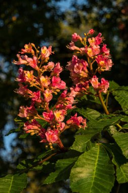 Bahar gün batımında kestane ağacının kırmızımsı çiçekler