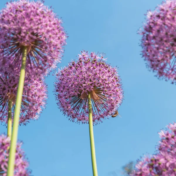 Purple round flowers of giant onion in the garden