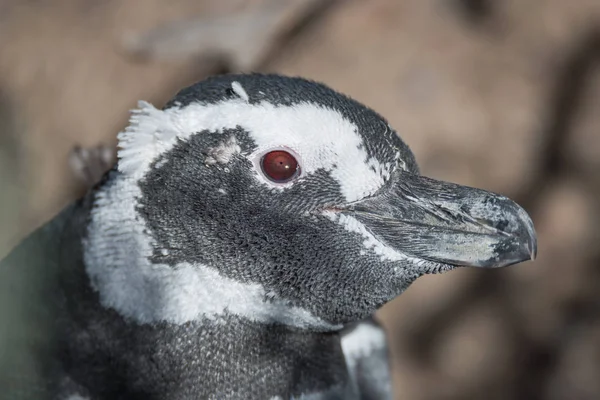 Pingüino magallánico en el nido, Punta Tombo, Patagonia — Foto de Stock