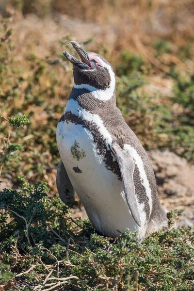 Pinguim-de-magalhães no ninho, Punta Tombo, Patagônia — Fotografia de Stock