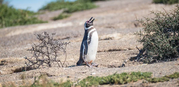 Pinguino magellanico al nido, Punta Tombo, Patagonia — Foto Stock