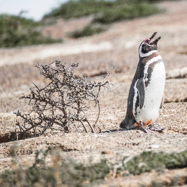 在鸟巢，二月份，巴塔哥尼亚的麦哲伦企鹅 — 图库照片