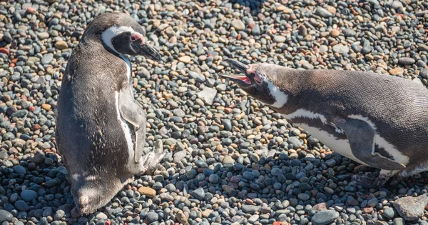 Magellanska pingvin på boet, Punta Tombo, Patagonia — Stockfoto