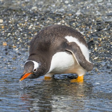 Gentoo penguenleri kolonisi Beagle kanalı Patagonya '