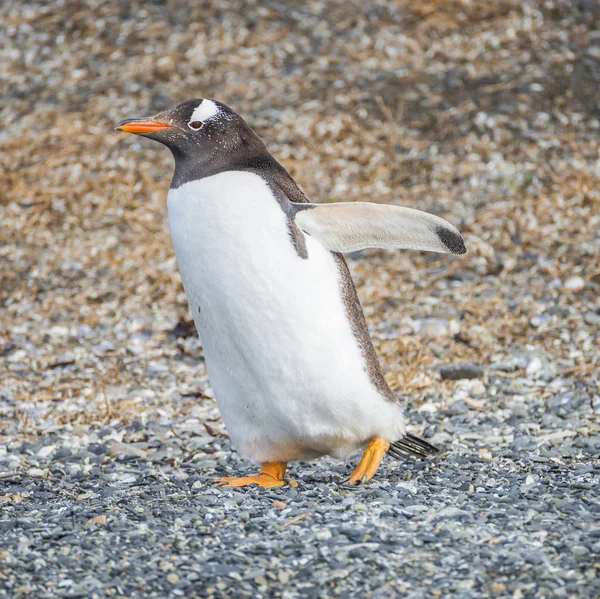 Gentoo pinguïns kolonie bij Beagle kanaal in Patagonië — Stockfoto