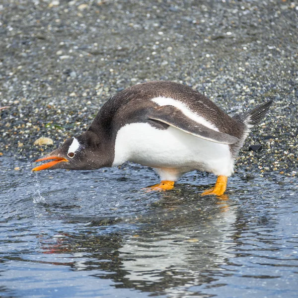 Colonia di pinguini Gentoo a Beagle Channel in Patagonia — Foto Stock